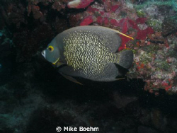 French Anglefish taken August 3, 2011, at Molasses Reef o... by Mike Boehm 